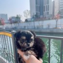 퍼피앤유 이미지