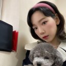 젤스타