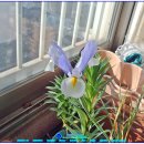 아이리스 이미지