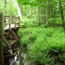 초록지붕의앤