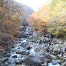 지리산 단풍비 이미지