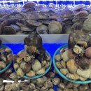 퀸스비치 이미지