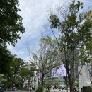 나포리 - 창원시 진해구 여명로 72-2 | 광화문 맛집 추천 - 세종문화회관 근처 화덕피자 맛집, 광화문나폴리 후기