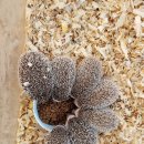 주주목장 이미지