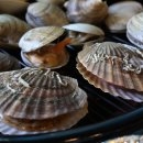 조개에 빠진 칼국수 이미지