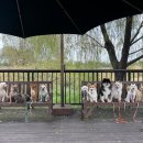 즐거운 애견 이미지