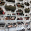 시일농장 이미지