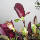 대우타워아파트 이미지