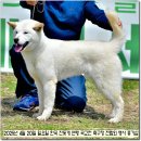수컷 - 71944 | 수컷