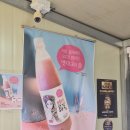 사곡 | 공주 가볼만한곳 사곡양조원｜알밤 막걸리 왕밤주 시음 후기 내돈내산