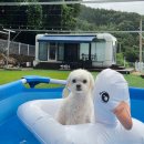 마산종합운동장 실내수영장 | 창원 마산 애견운동장 단독 대여로 프라이빗하게 애견수영장 바베큐도 가능한 별마당