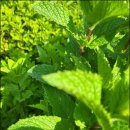 박하농장 이미지