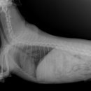 유동물의료센터 이미지