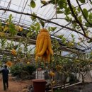 전라남도 농업기술원 과수연구소 이미지