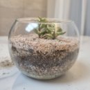 도시농업으로 힐링하기 이미지