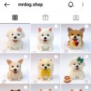 견공상회 이미지