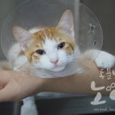 아리 동물병원 이미지