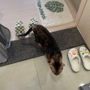 캣동산 | 광주 고양이 호텔 캣동산 방문탁묘 캣시터 내돈내산 후기