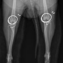 잠실베스트동물병원 수술재활센터 이미지