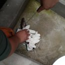 라마리차 이미지