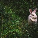 하이롤러울산