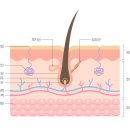 내포메디컬의원 | 서면레이저제모 성지 찾으시나요? 이 원리 모르면 헛돈만 씁니다.
