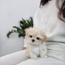 퍼피메이트 안심분양센터 동탄 강아지분양 이미지