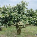 귤꽃향기 이미지