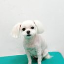 프리티펫 이미지