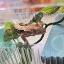 삼어로 | 부산파충류샵 포로크레에서 크레스티드 게코 도마뱀 분양 후기