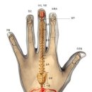 손등혈자리 이미지