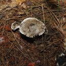 76. 흰굴뚝버섯 Boletopsis leucomelas 굽두디기, 굽더더기, 국디디기 이미지