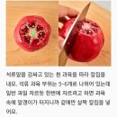 석류 먹는 법 이미지