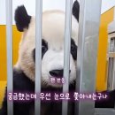 루이바오 야생성 살아있는거 신기하다 이미지