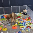 갈매독 애견유치원 이미지