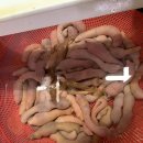 도셰프갯마을회 이미지