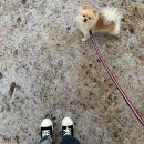 마이리틀차차(my little chacha) | 대구 현풍 카페 ‘마이리틀차차’ 솔직 방문 후기