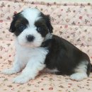 도그마루 강아지 고양이 동탄점 네이버블로그