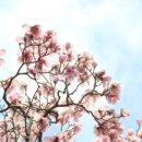 천리포수목원 이미지