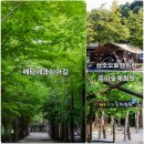 계산동 메타세콰이어 네이버블로그