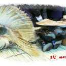 죽도어시장 이미지