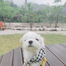 벨르앙쥬펜션 | 가평 애견펜션 “벨르앙쥬” 1박2일 후기