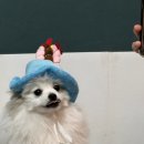 더마루 이미지
