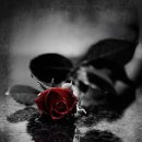 ROSE(로즈)헤어