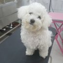 개멋지냥 이미지