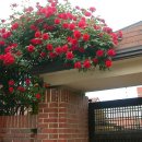 넝쿨장미집 이미지