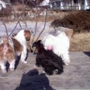 도시 강아지 이미지