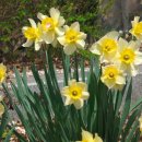 온천천시민공원 영산홍 이미지