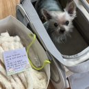 마이하우스퍼피 애견호텔유치원 | 수원 애견호텔, 애견유치원 ‘마이하우스 퍼피’ 방문후기