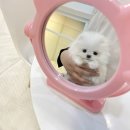 퍼피냥 이미지
